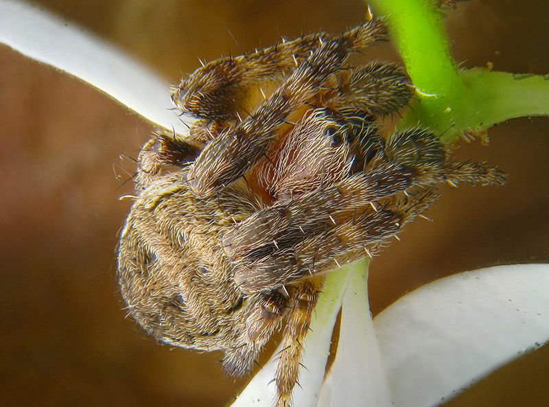 Maschio... Larinioides sp?...S...  - prov. Varese